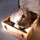 Illustration for article titled German boy finds a mummy in his grandmothers attic